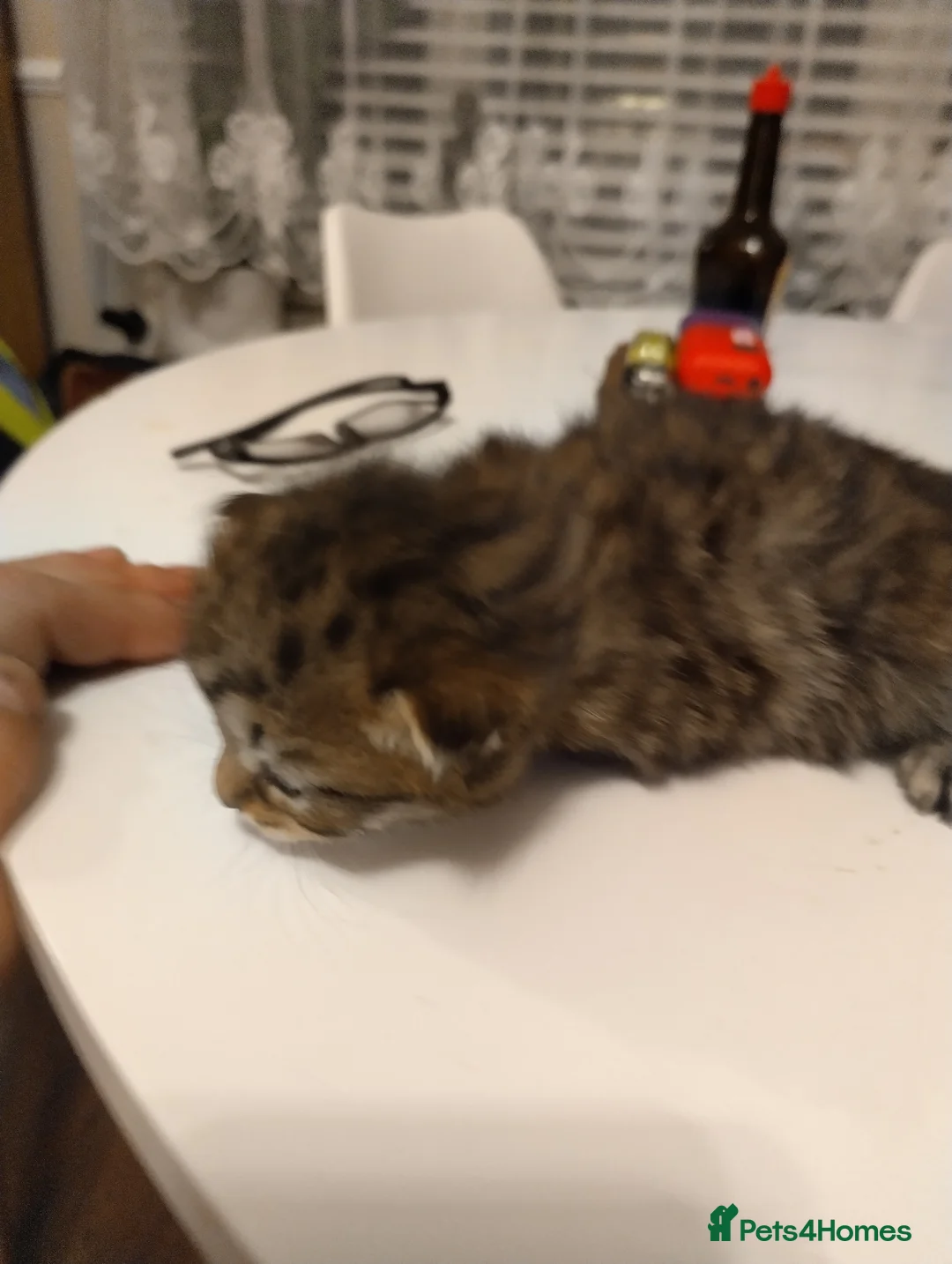 British Shorthair cats for sale: beautiful cat , great friend . male or female. - Advert 3