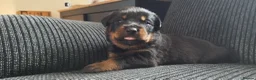 Rottweiler dogs for sale: ROTTWEILER PUPS- ALL RESERVED  - Advert 11