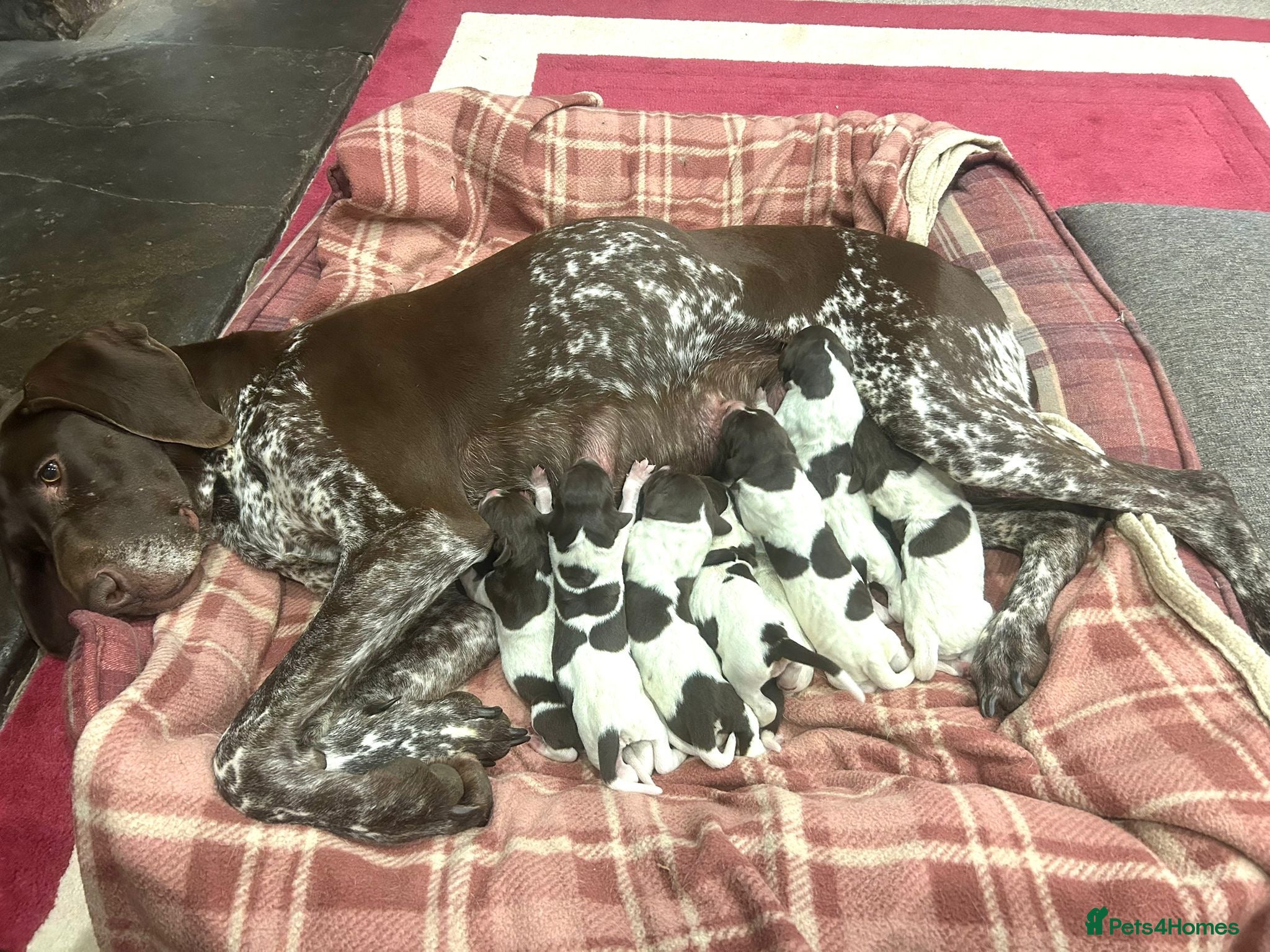 German Shorthaired Pointer dogs German Shorthaired Pointer Puppies in Usk - Advert 4