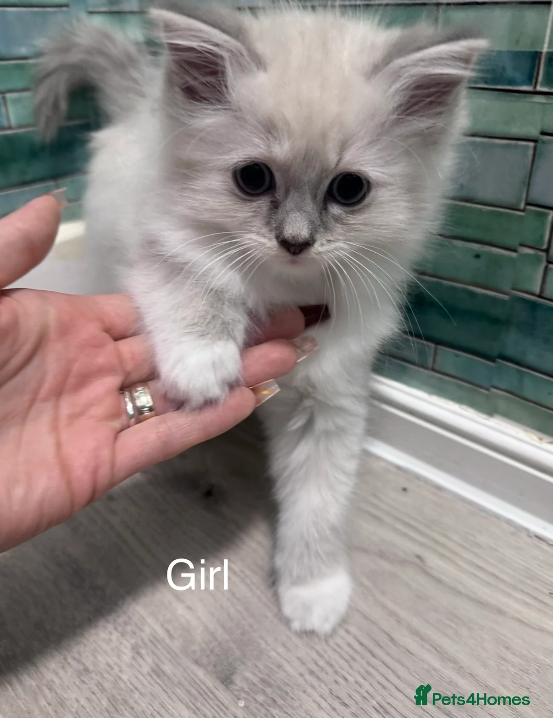 Ragdoll cats for sale: 3 beautiful kittens  in Longniddry - Advert 23