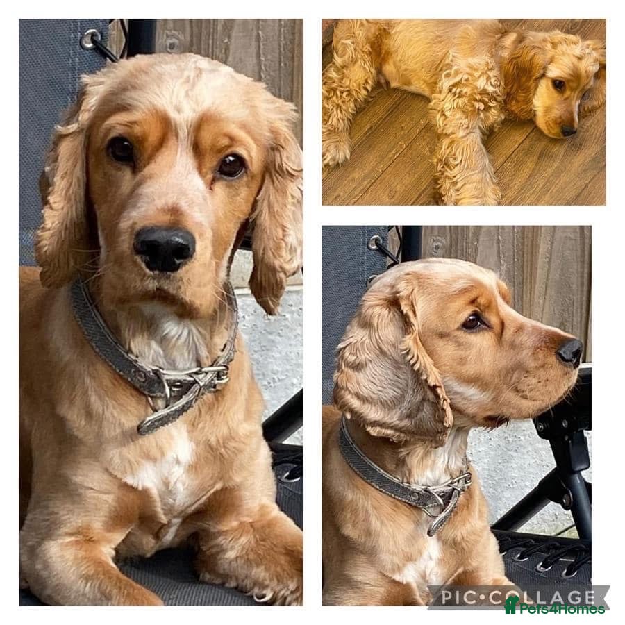 Cocker Spaniel dogs Show cocker for stud  - Advert 4