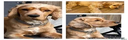 Cocker Spaniel dogs for stud: Show cocker for stud  - Advert 1