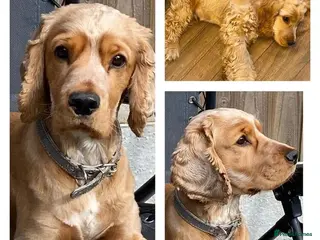 Cocker Spaniel dogs Show cocker for stud - Advert 4