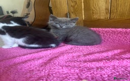 Mixed Breed cats for sale: Ready!!!! Mixed British shorthair kittens - Image 11