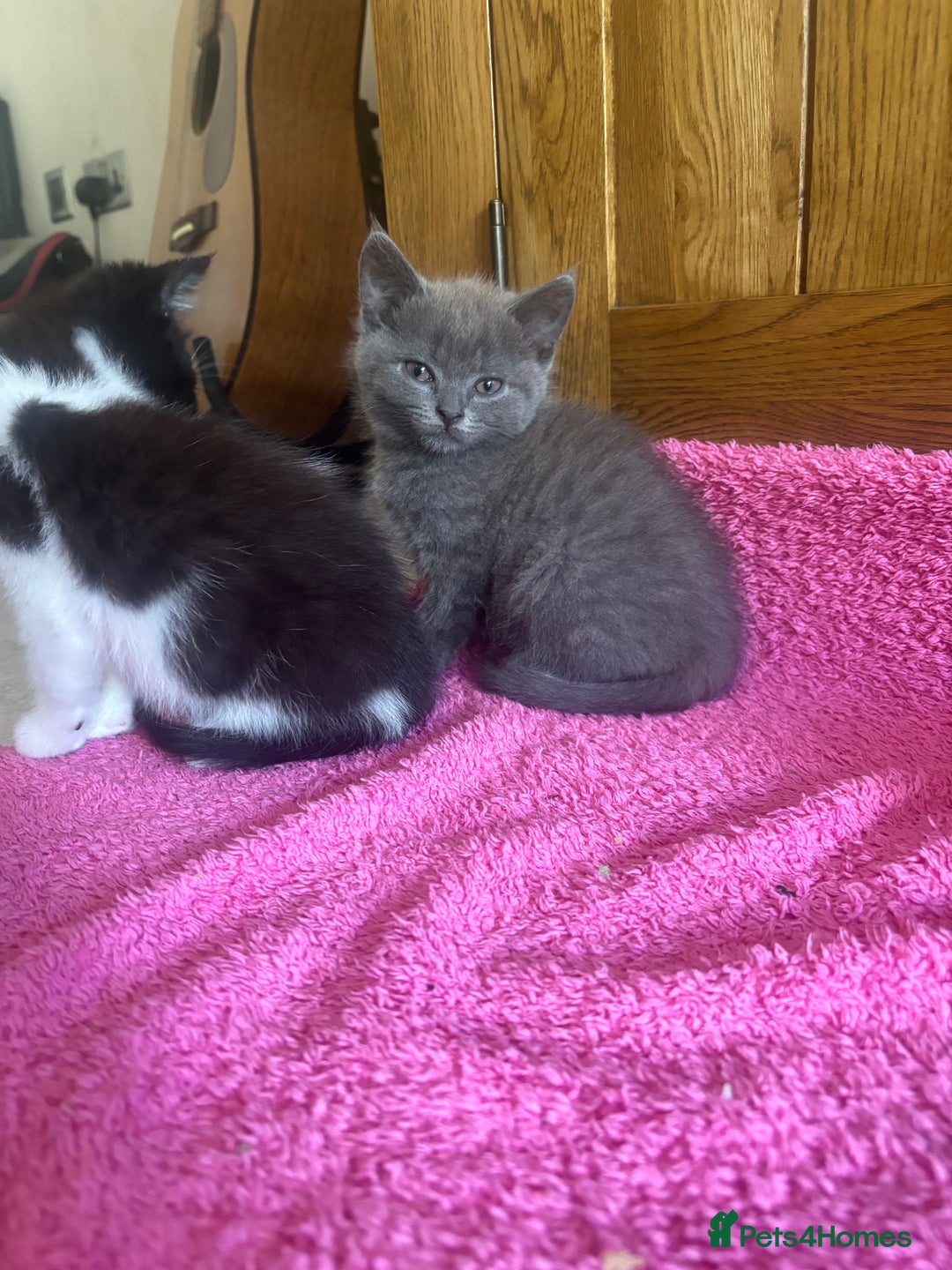 Mixed Breed cats for sale: Ready!!!! Mixed British shorthair kittens - Image 11