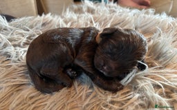 Cockapoo dogs for sale: 5 Chunky Miniature Cockapoos - Image 4