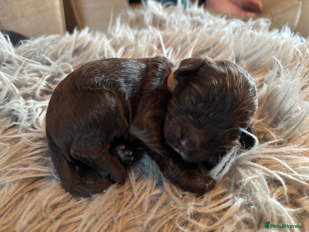 Cockapoo dogs for sale: 5 Chunky Miniature Cockapoos - Image 4