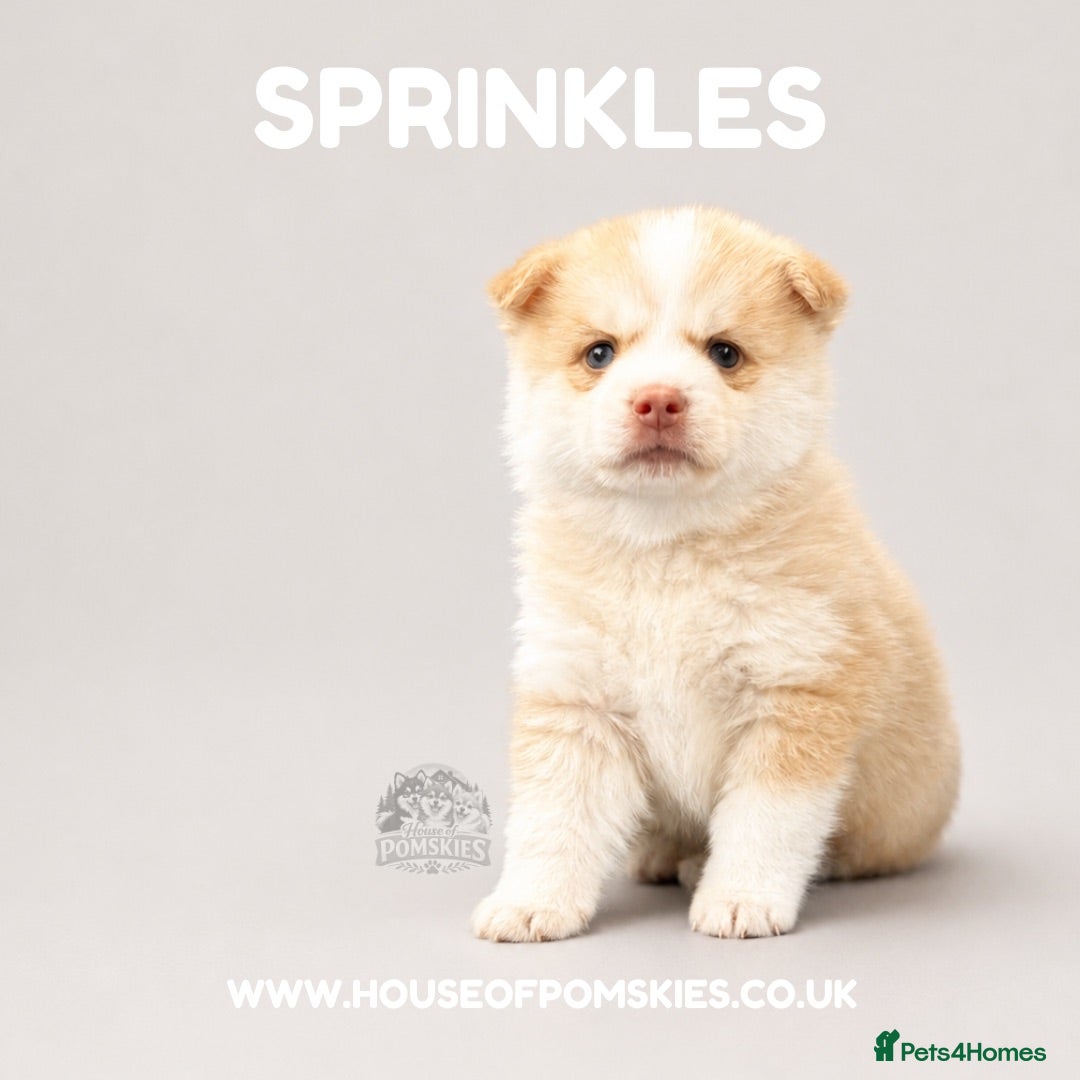 Pomsky dogs F4 Pomsky Puppies  - Advert 1