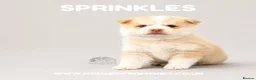 Pomsky dogs for sale: F4 Pomsky Puppies  - Advert 17
