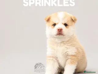 Pomsky dogs for sale: F4 Pomsky Puppies - Advert 2