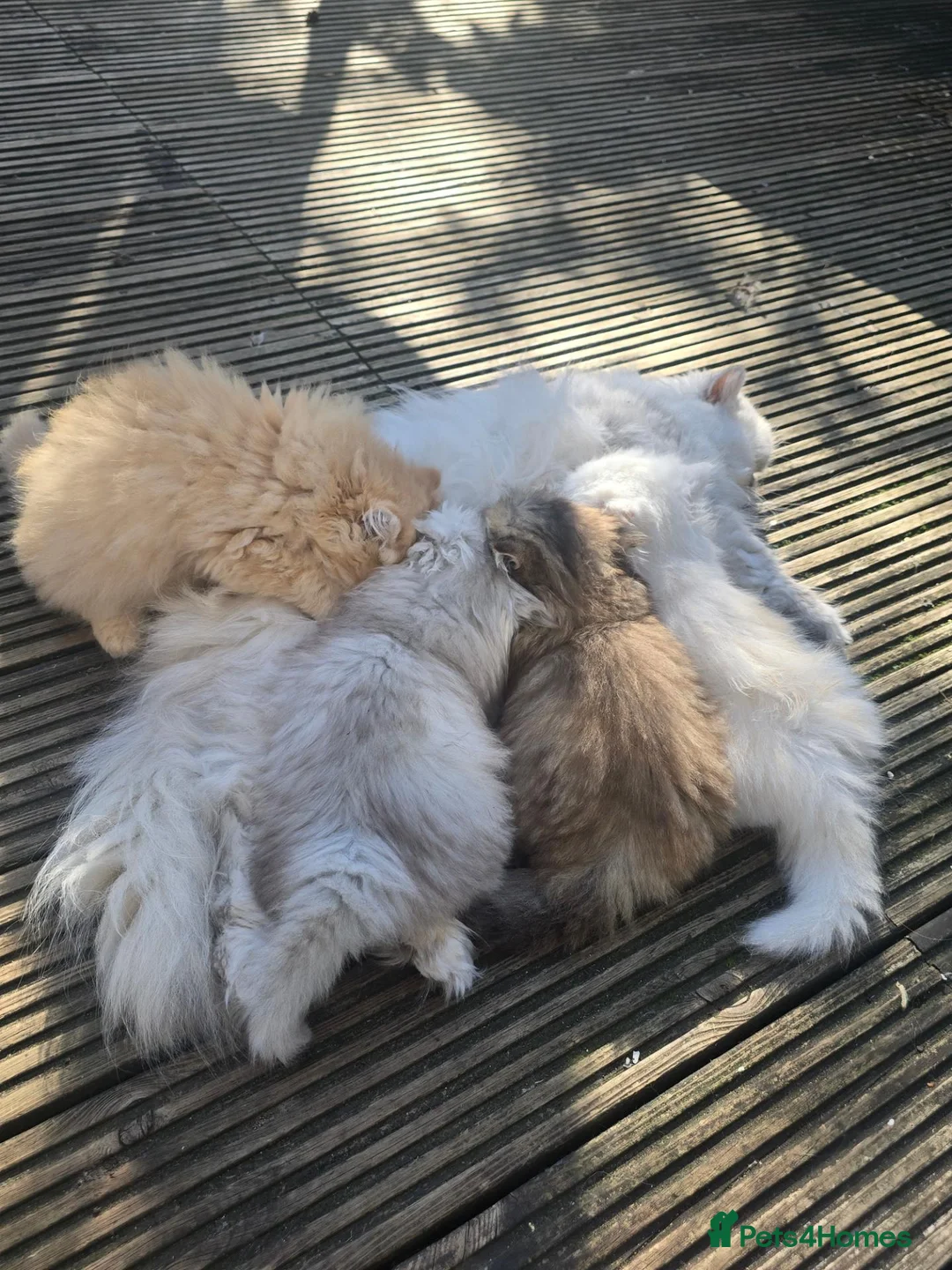 Persian cats for sale: Persian kitten  - Advert 1