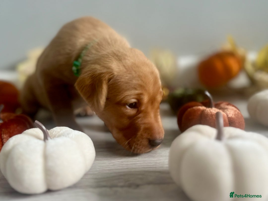 Labrador Retriever dogs for sale: Yellow Labrador Puppies - Image 36