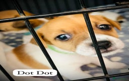 Jack Russell dogs for sale: Beautiful Jack Russell Puppies - Image 3