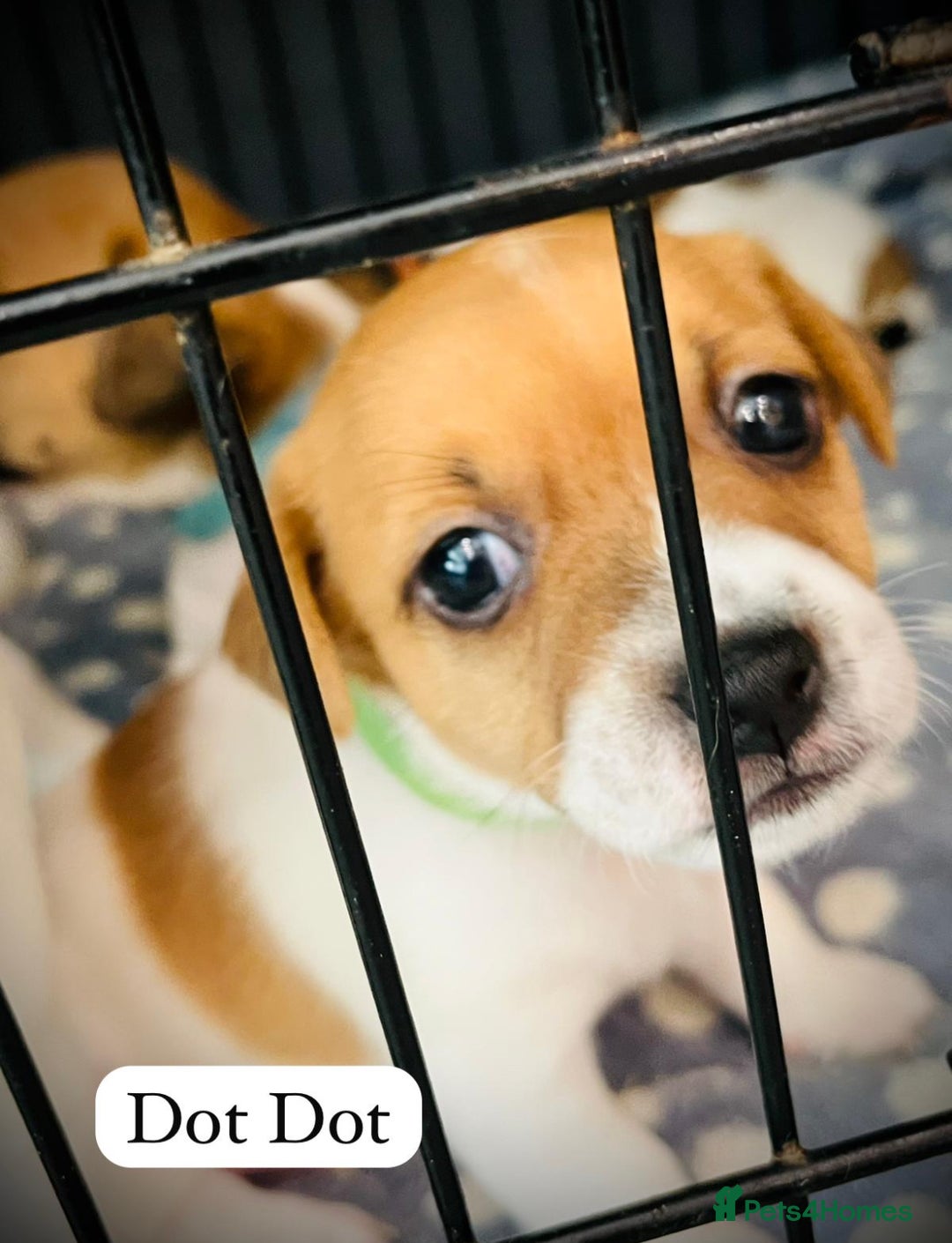 Jack Russell dogs for sale: Beautiful Jack Russell Puppies - Image 3