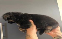 German Shepherd dogs for sale: German shepherd  - Image 18