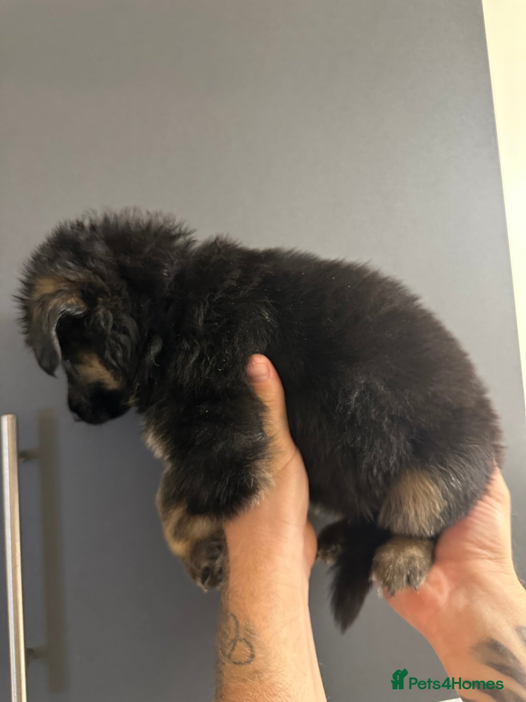 German Shepherd dogs for sale: German shepherd  - Image 18