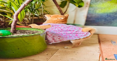 Japanese Shiba Inu dogs - Advert 2