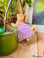 Japanese Shiba Inu dogs - Advert 2