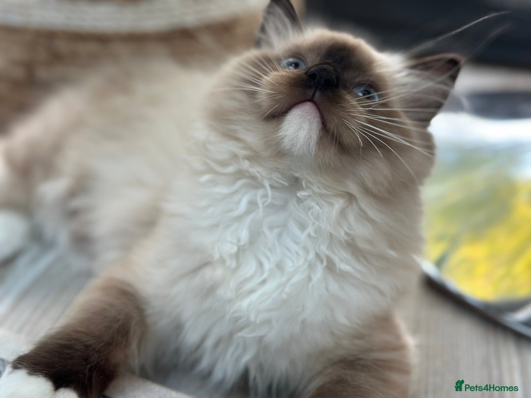 Ragdoll cats for sale: Rare European Chunky ragdolls - Image 21