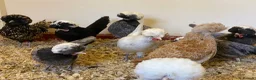 Chickens poultry for sale: Female bantams- Silkies, Polish, Pekins and Booted - Advert 8