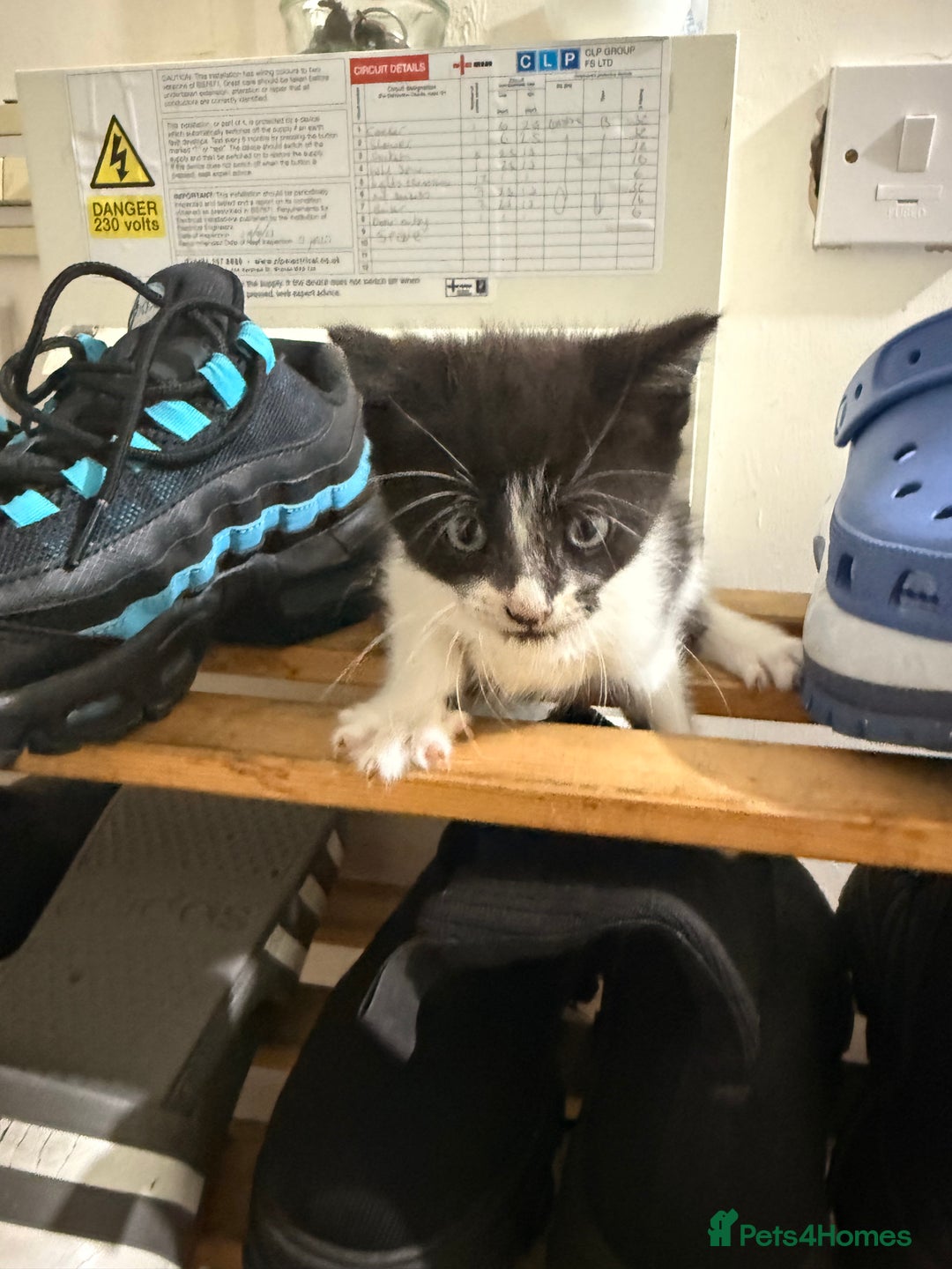 Mixed Breed cats for sale: Kittens for sale - Advert 2