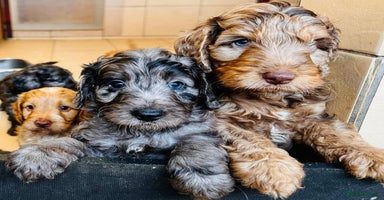 Cockapoo dogs - Advert 2