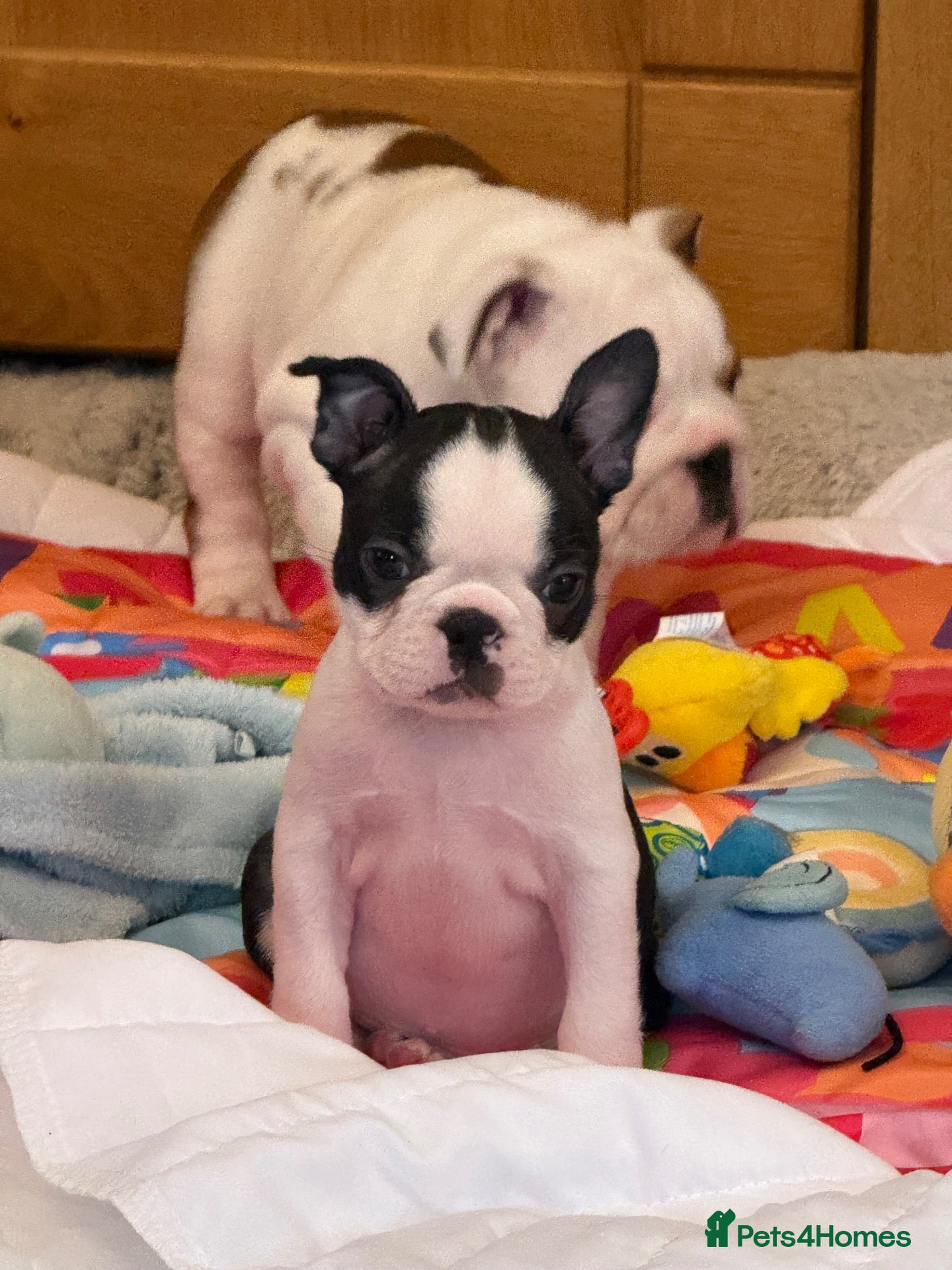 Boston Terrier dogs Stunning Boston Terrier Puppies  - Advert 2