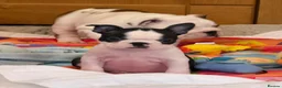 Boston Terrier dogs for sale: Stunning Boston Terrier Puppies  - Advert 2