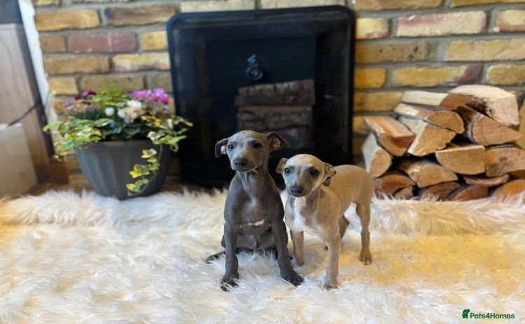 Italian Greyhound dogs - Advert 1