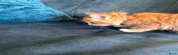 Mixed Breed cats for sale: 4 amazing coloured kittens - Advert 14