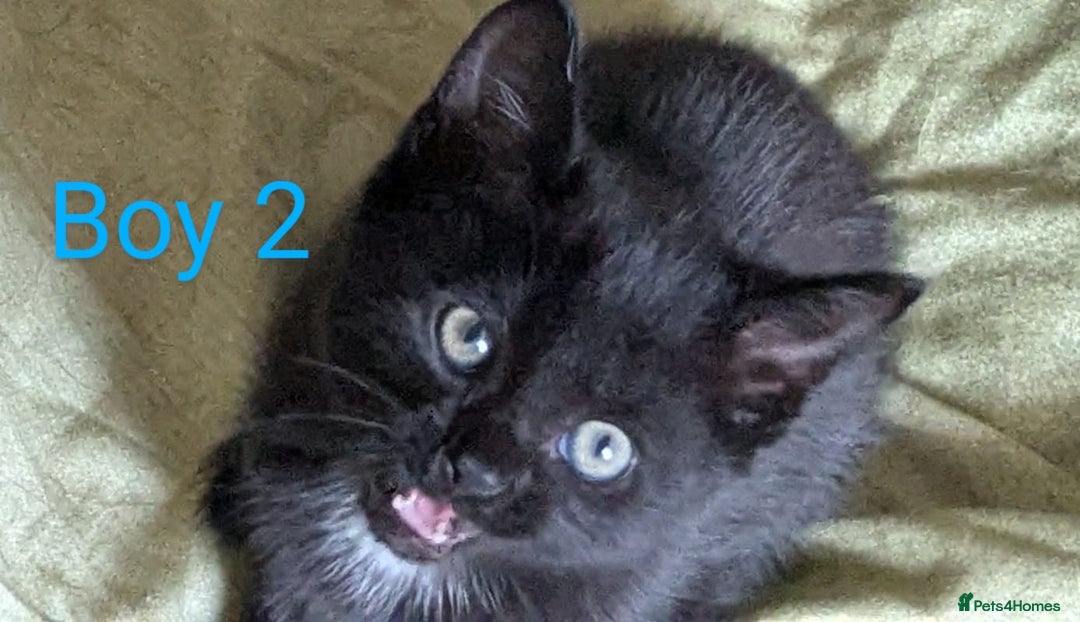 Mixed Breed cats for sale: Kittens for sale - Image 7