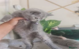 British Shorthair cats for sale: Adorable kittens  4 sweet home - Image 20