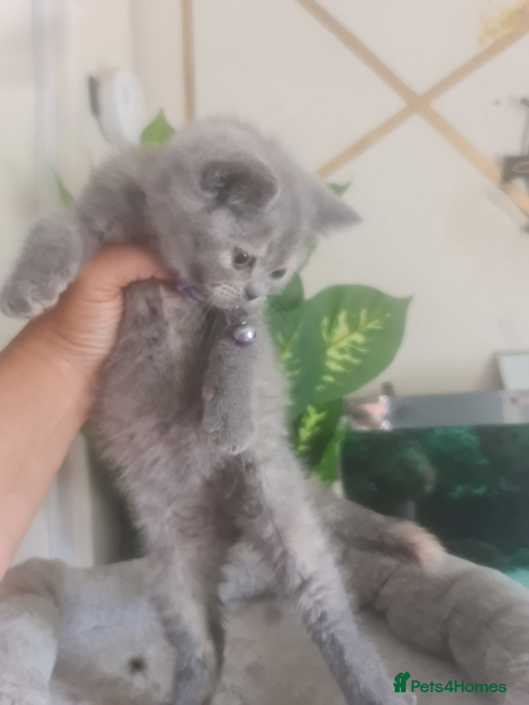 British Shorthair cats for sale: Adorable kittens  4 sweet home - Image 20