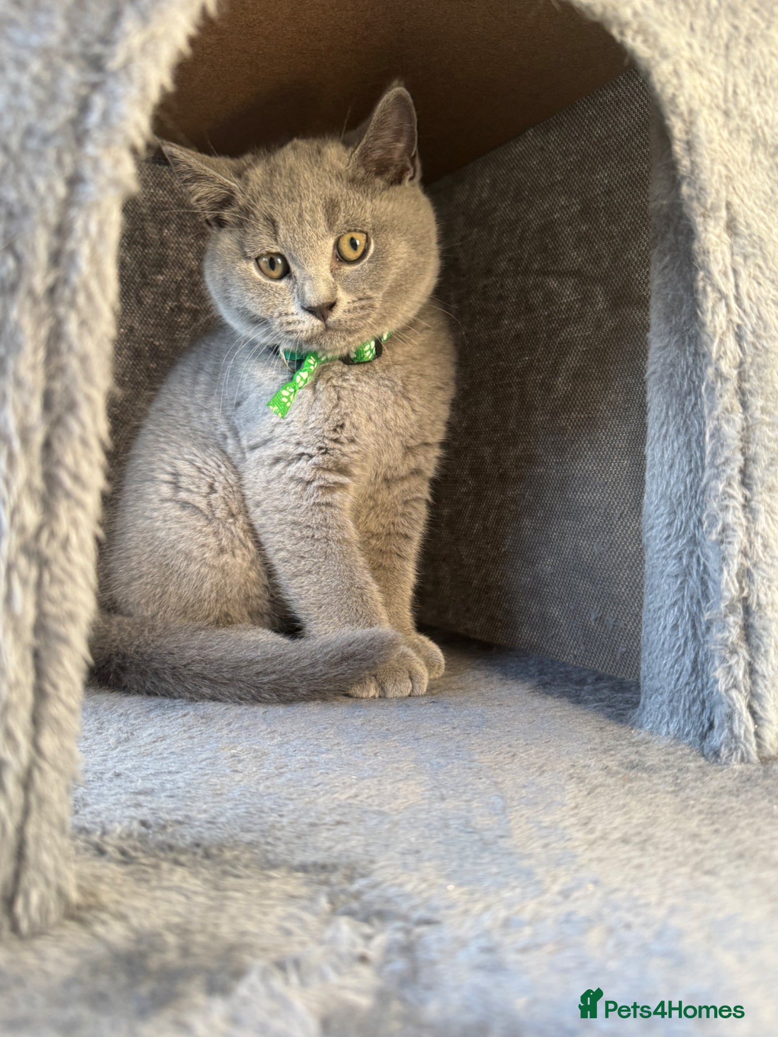 British Shorthair cats for sale: Beautiful British shorthair kittens  - Advert 23