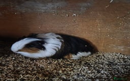 Guinea Pig rodents for sale: Two bonded male guinea pigs.  - Image 2