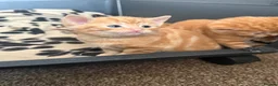 Domestic Shorthair cats for sale: Stunning ginger kittens  in Kinross - Advert 5