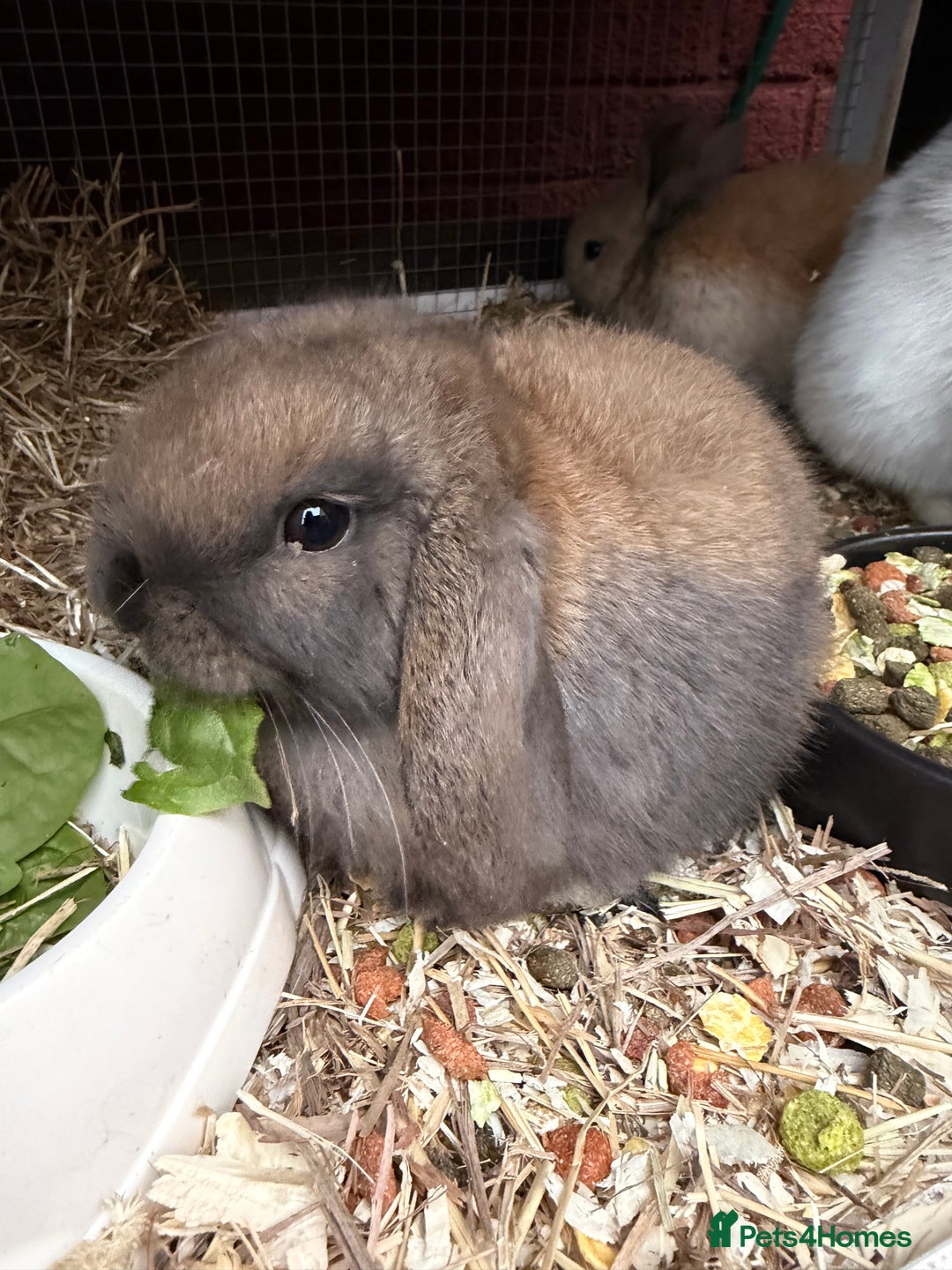Mini Lop rabbits for sale: Mini Lop Bunnies - Image 2