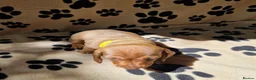 Miniature Dachshund dogs for sale: Miniature dachshund puppies in Willenhall - Advert 3