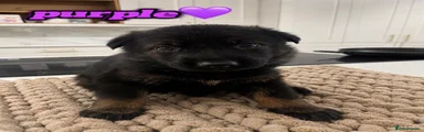 German Shepherd - PURPLE