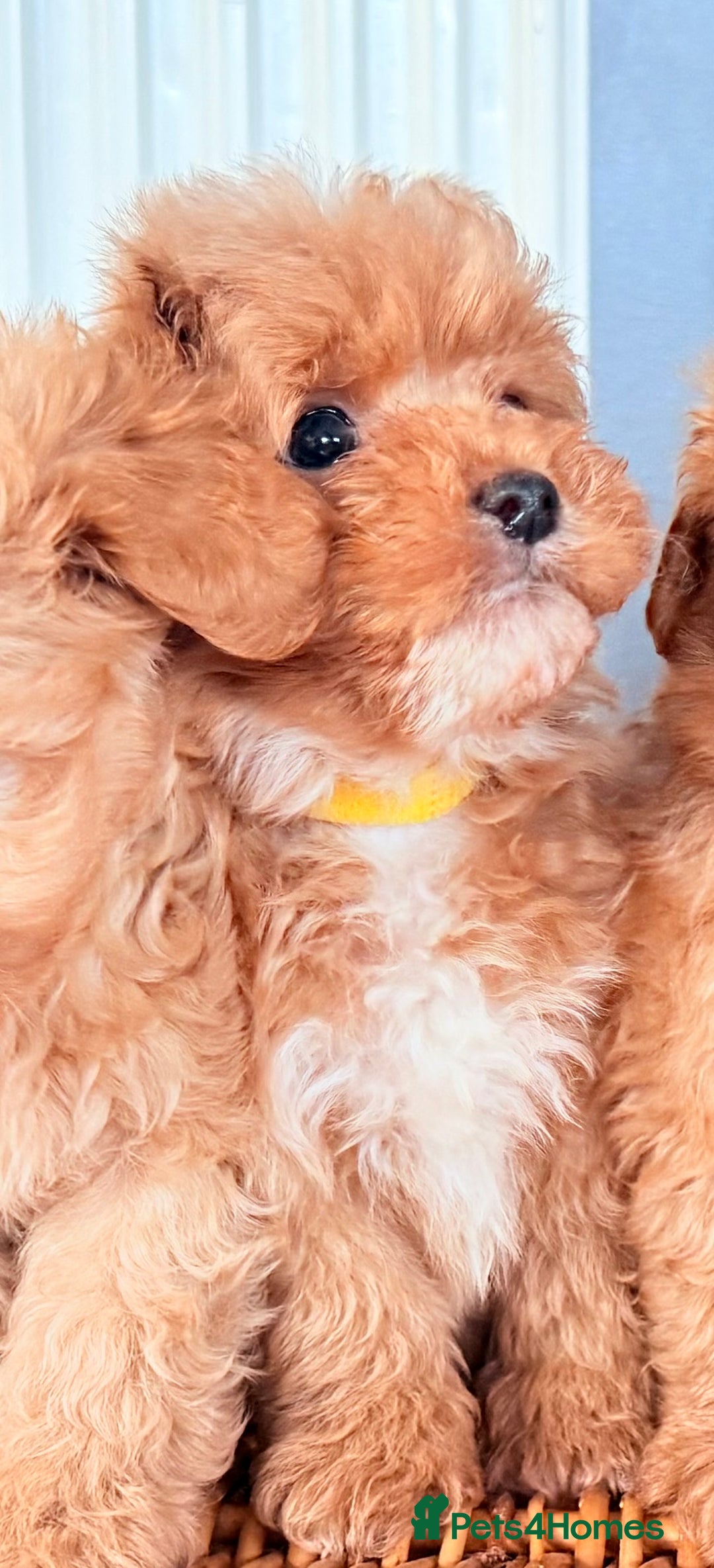 Cairn Terrier dogs for sale: STUNNING F1 cairn-oodle puppies  - Image 11