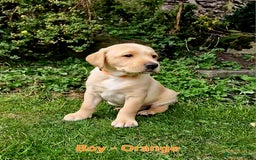 Mixed Breed dogs for sale: Labrador Cross Pups - Image 6