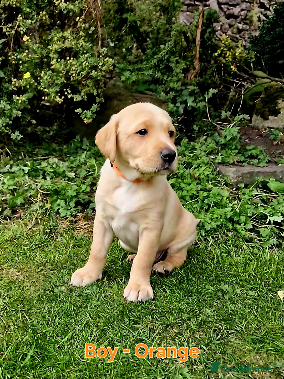 Mixed Breed dogs for sale: Labrador Cross Pups - Image 6