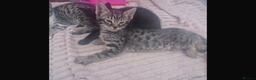 Savannah cats for sale: Savannah Cross Kittens - Advert 5