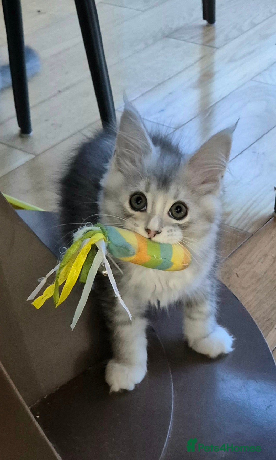 Maine Coon cats 🌲Ready 🎀 GCCF Pedigree Silver Maine Coon Kittens - Advert 2