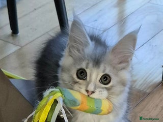 Maine Coon cats 🎀🌲Ready GCCF Pedigree Silver Ticked Maine Coon - Advert 10