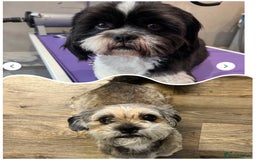 Mixed Breed dogs for sale: Shih tzu x Bichion  - Image 23