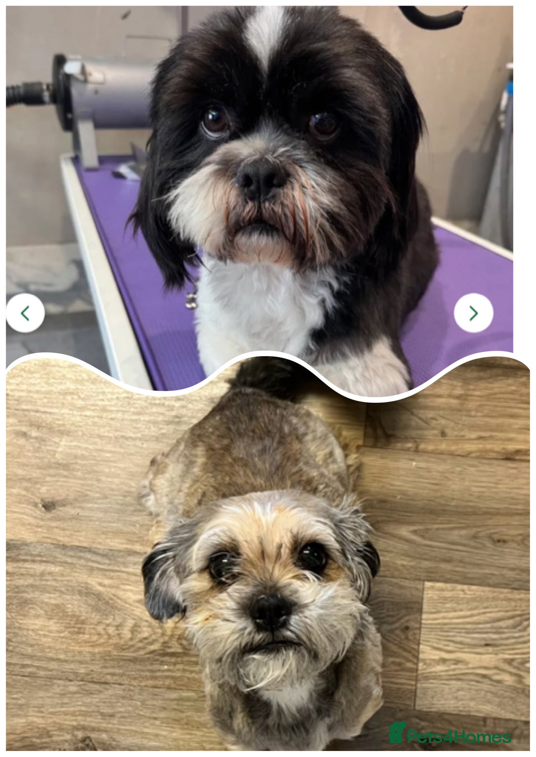 Mixed Breed dogs for sale: Shih tzu x Bichion  - Image 23