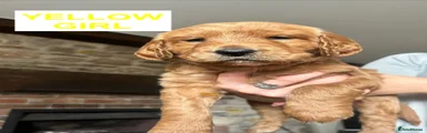 Yellow Girl