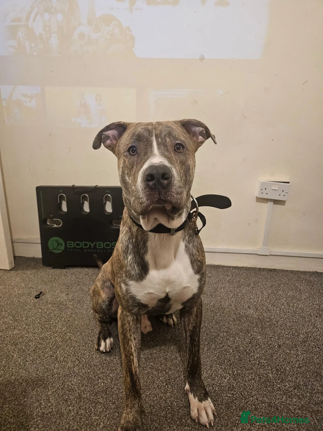 Mixed Breed dogs for sale: Leo Looking for his forever home. in London - Advert 2