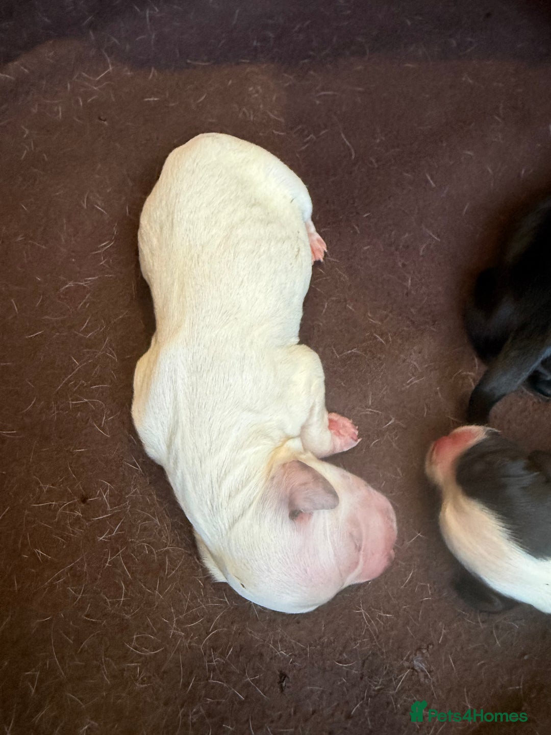 Sprocker dogs for sale: Sprocker puppies for sale 🐶  - Advert 6